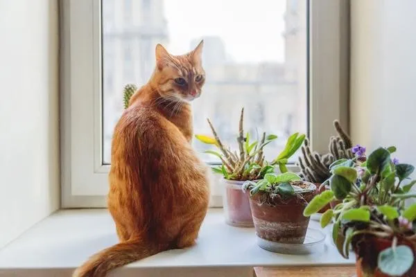 Pet-Friendly Plants You Can Actually Trust