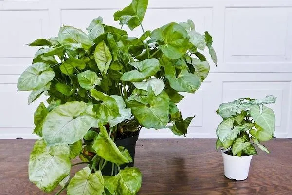 large and small plant