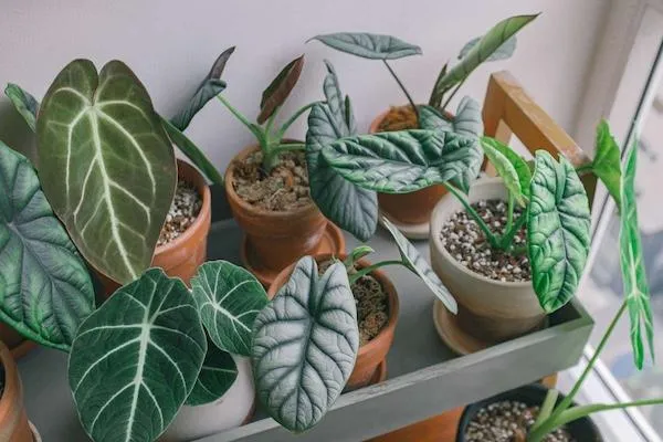 Alocasia: Bold, Beautiful, and a Little Bit Bougie