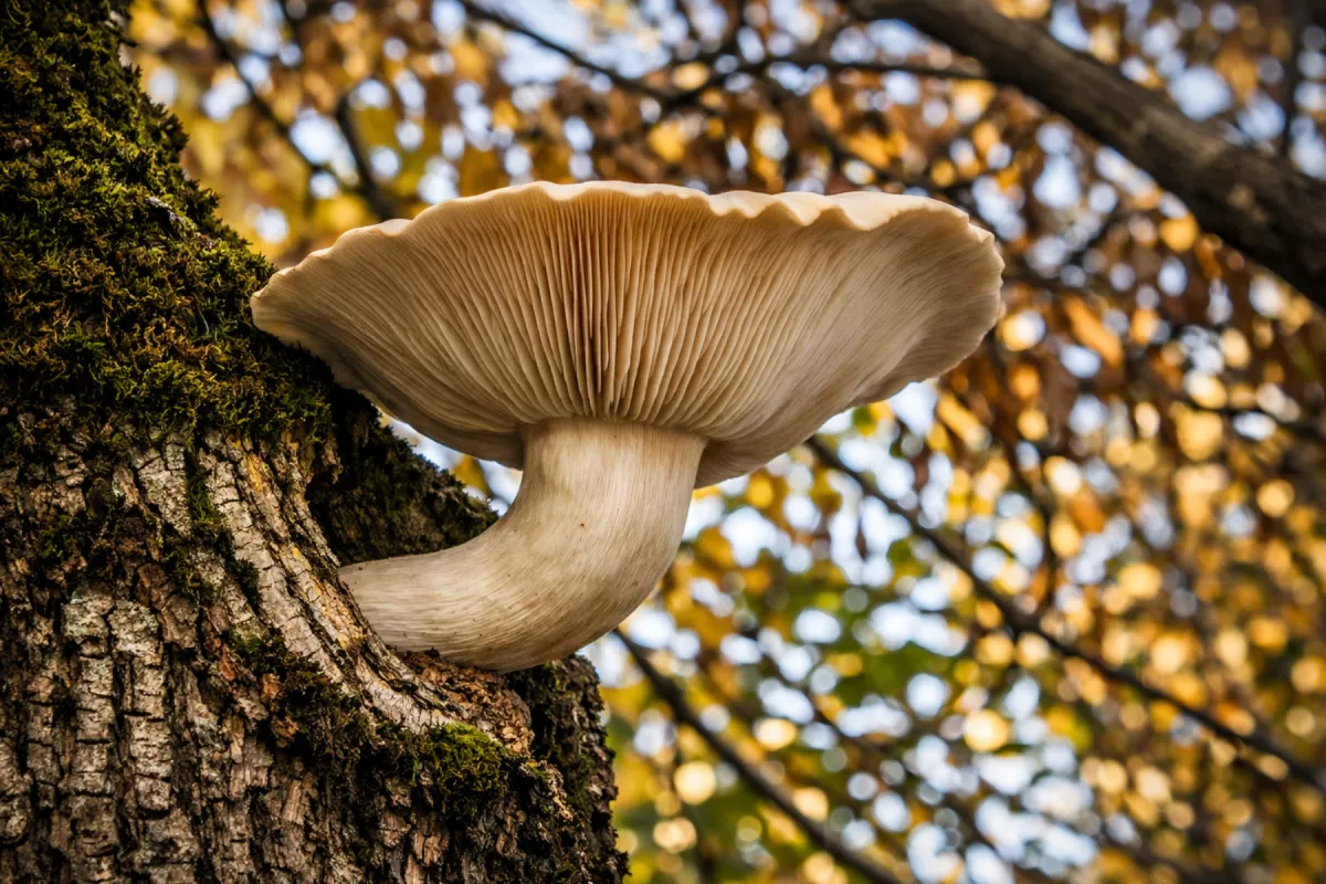 Healers Grow in Trees Near You: Elm Oyster, Hypsizygus ulmarius