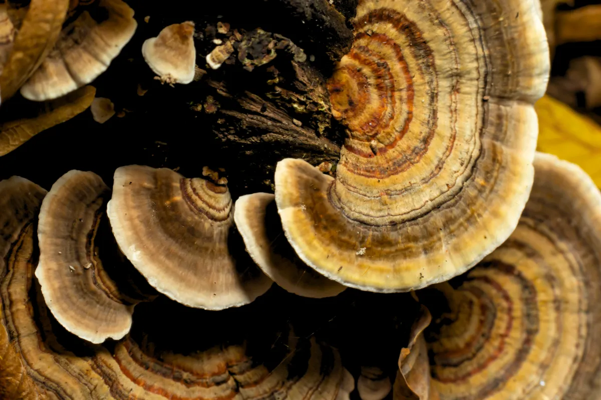 Mushroom of the Week Banner