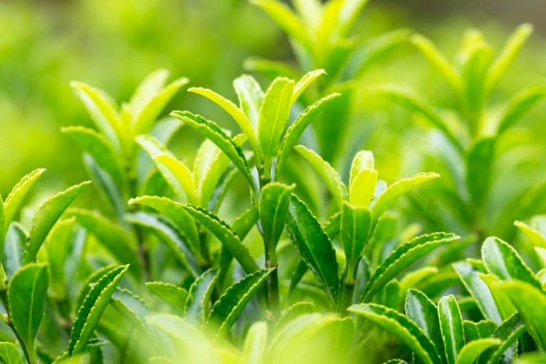 Зелен чай, Намаляване на стреса