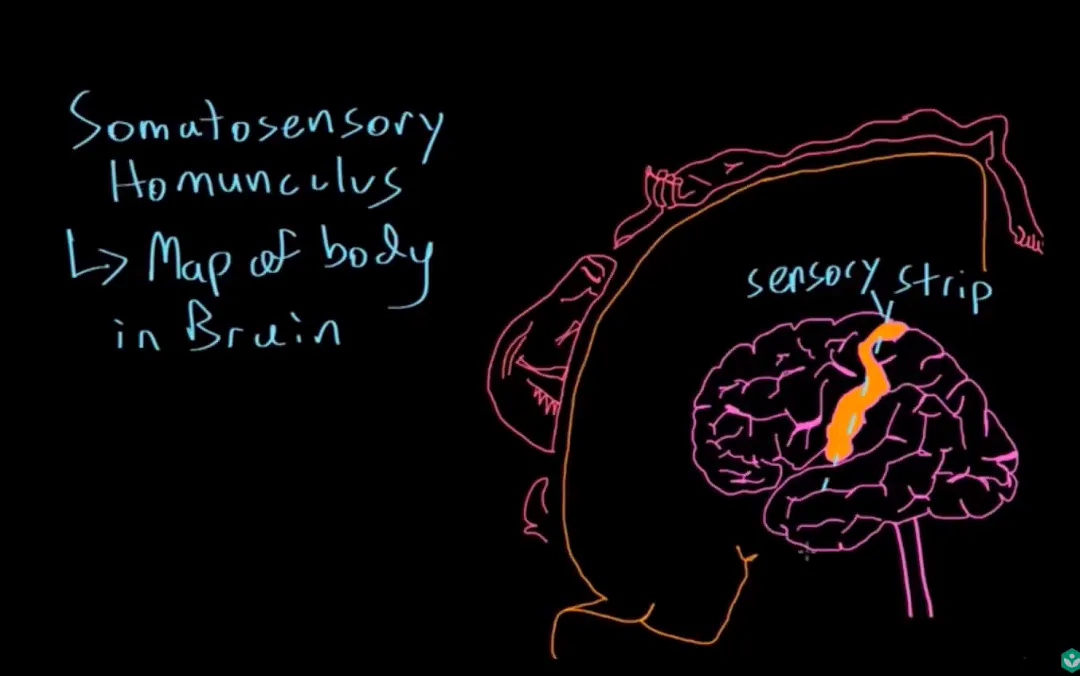 Map body in brain