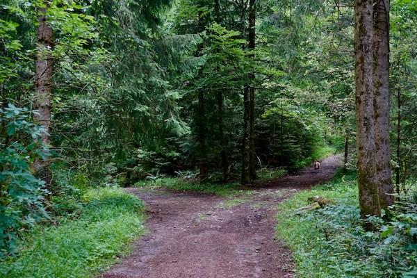 fork in the path