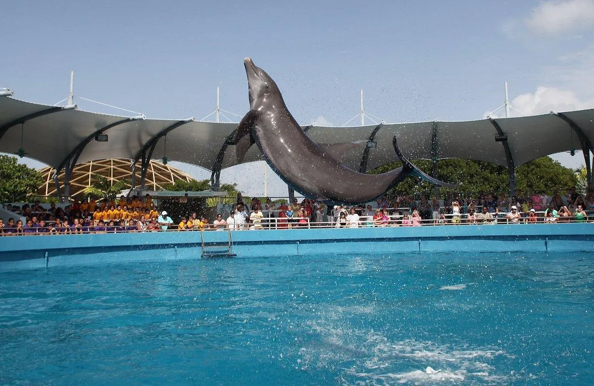  Miami Seaquarium: Your Ultimate South Florida Adventure Guide
