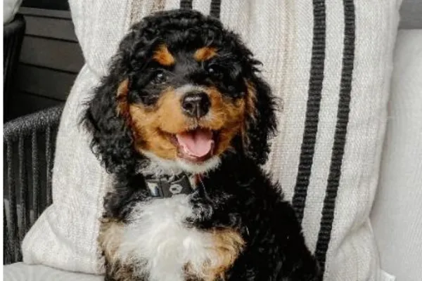 Bernedoodle