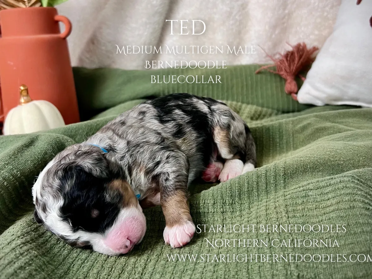 Beautiful Tri-Merle Mini Bernedoodle