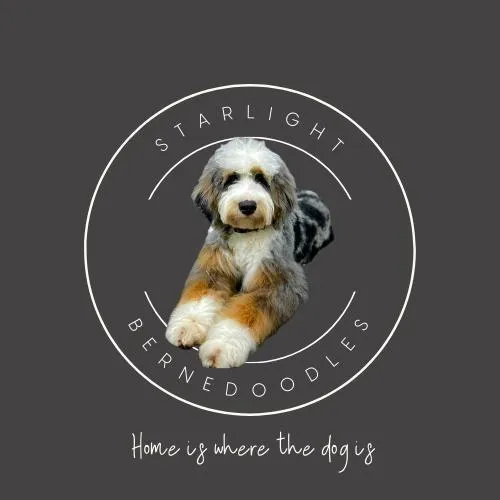 The All-Black Bernedoodle: California's Trendiest Companion
