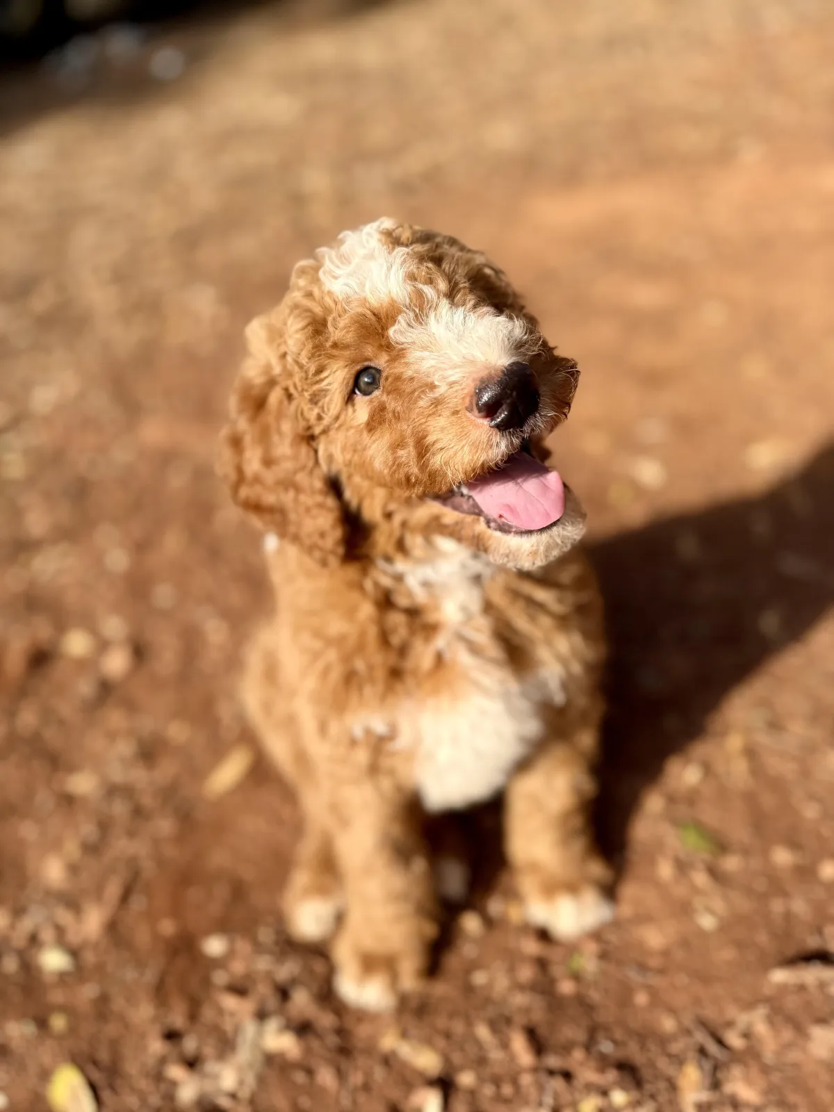 Understanding the Bernedoodle Puppy Coat Change: What to Expect