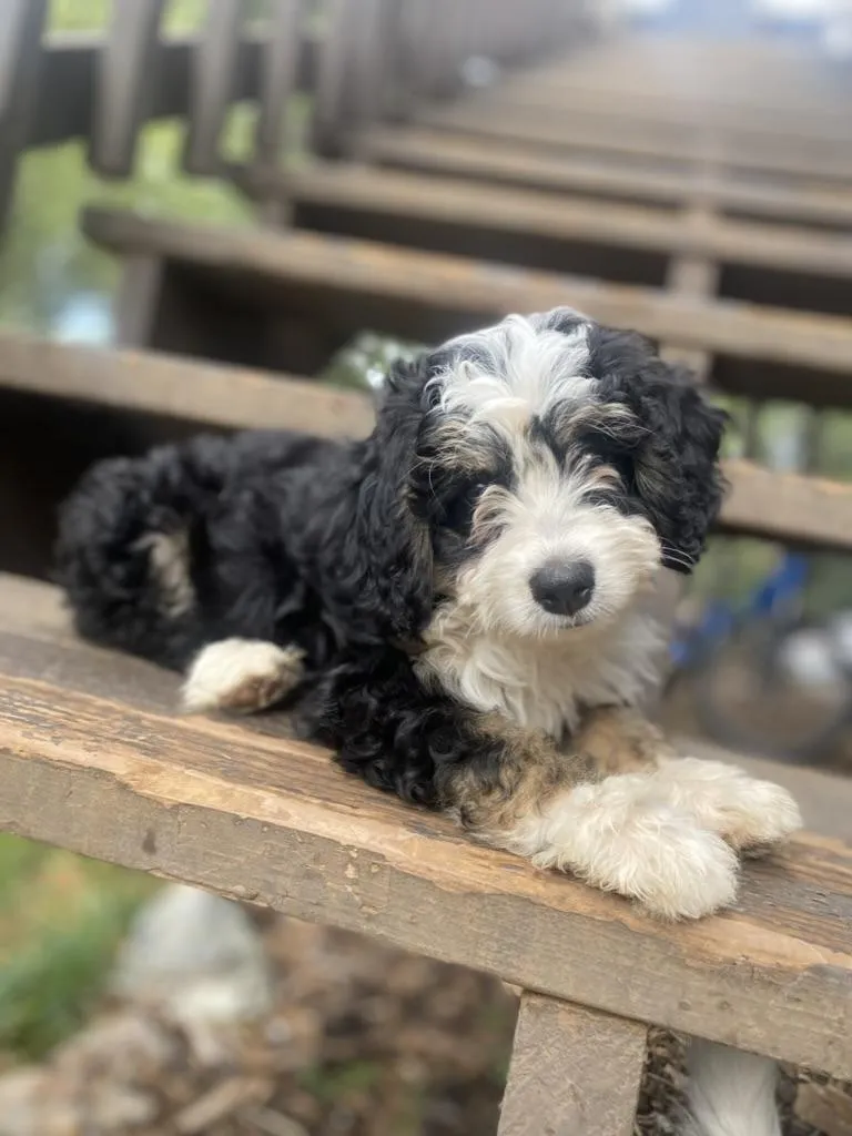 The Black and White Bernedoodle: A Classic Look with a Lovable Personality