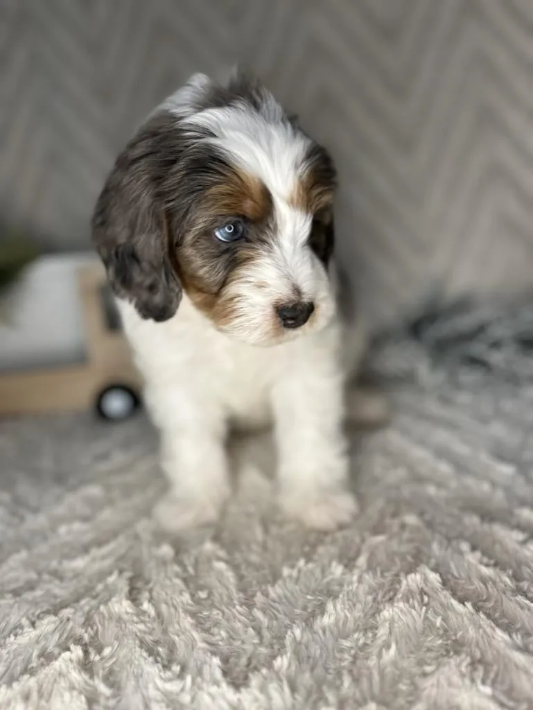 what is a bernedoodle mixed with