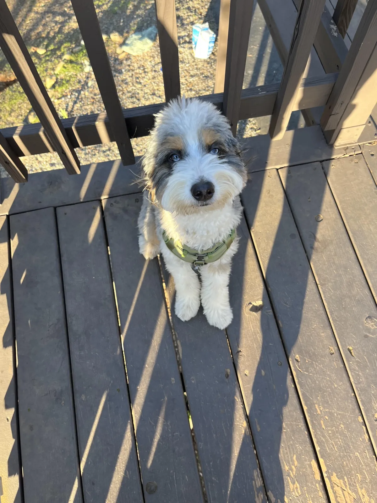 bernedoodle tri color