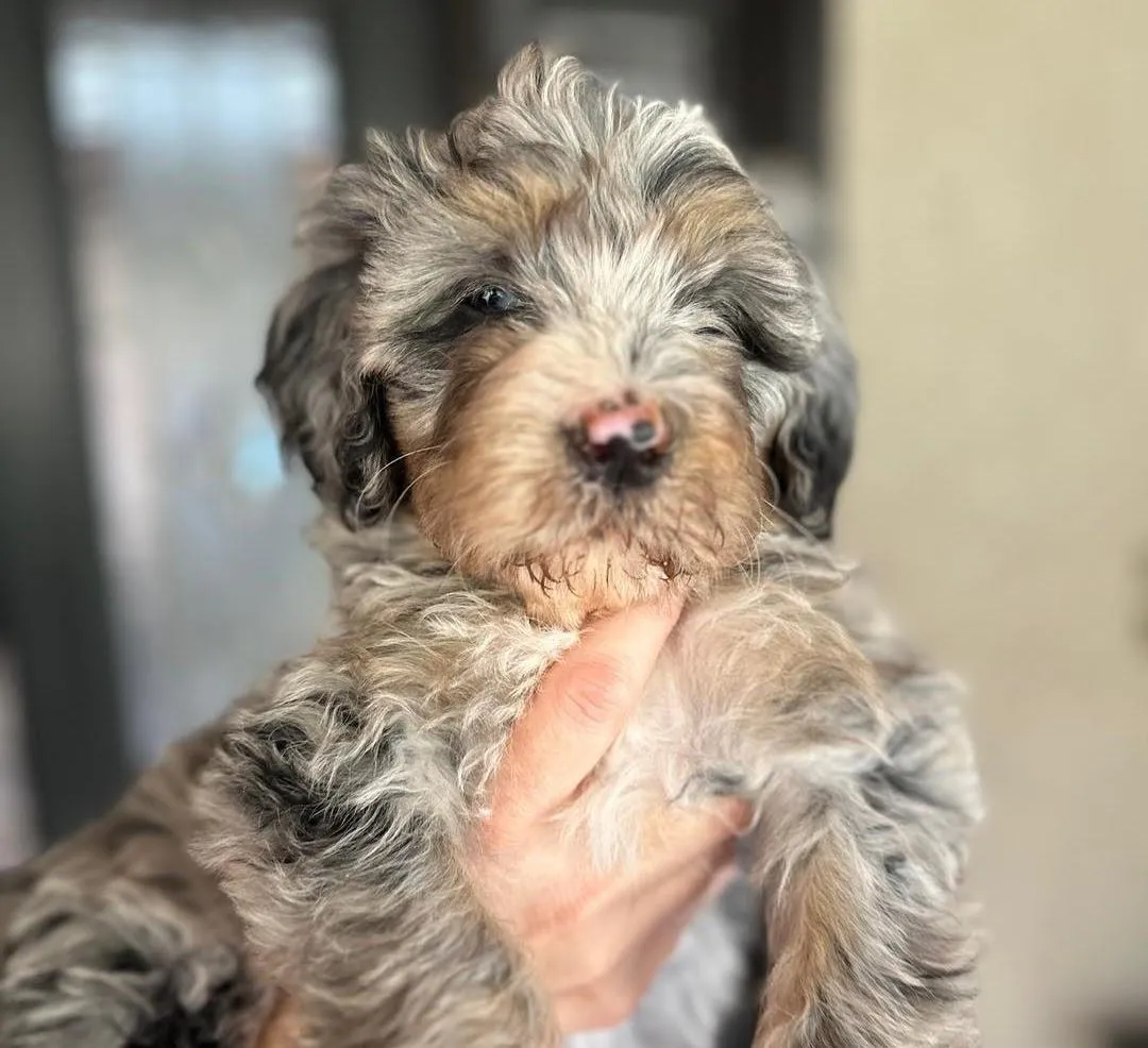 bernedoodle f1b