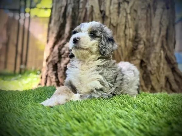 bernedoodle puppy coat change
