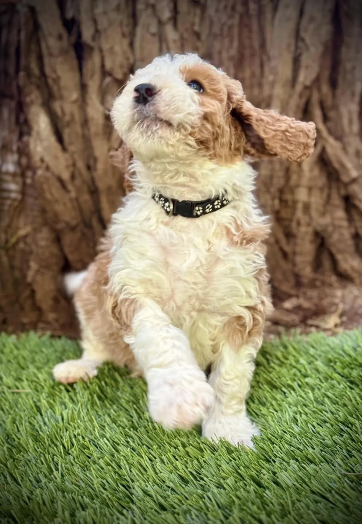 first generation bernedoodle