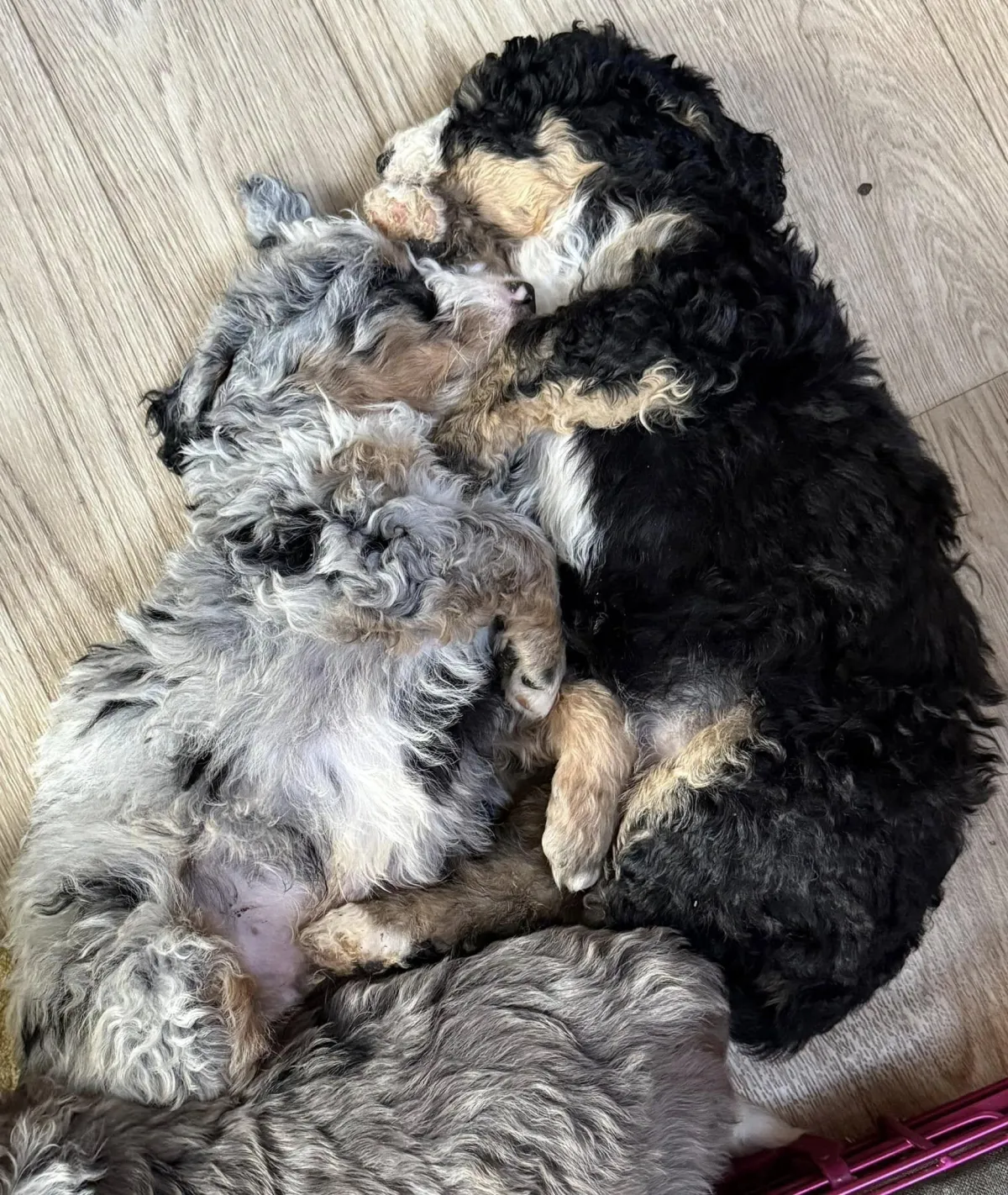 f3 bernedoodle