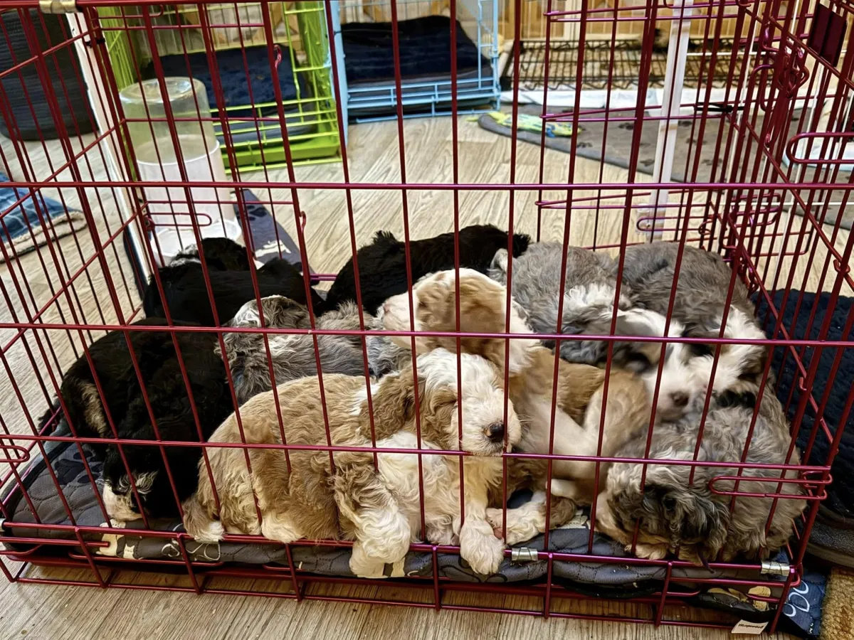 f3 bernedoodle