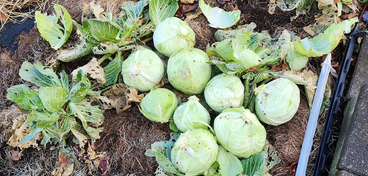 Root Cellaring: The Lazy Gardener's Other Alternative to Canning