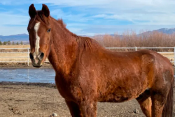 April 6, 2025   Goodbye Scootery Dootery, We LOVE You Sweet Boy.