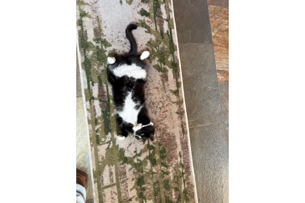 Onyx