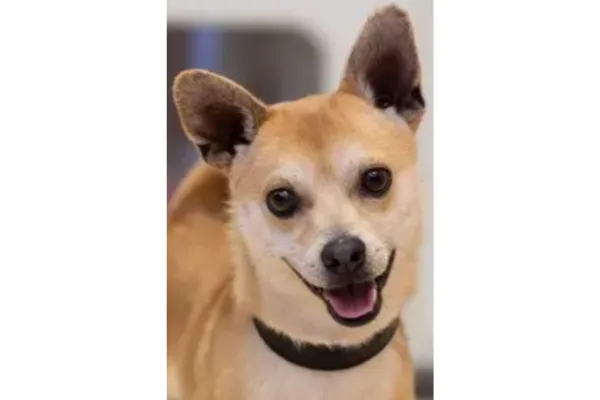 June 9, 2025  There's a New Dog in Town and His Name is Alfie!