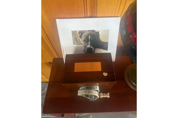 My Journey Across the Rainbow Bridge Was 10 Years ago