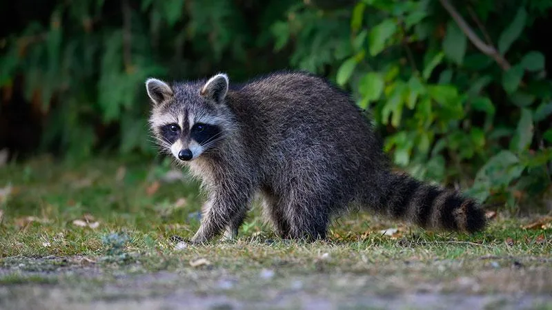 racoon in woods