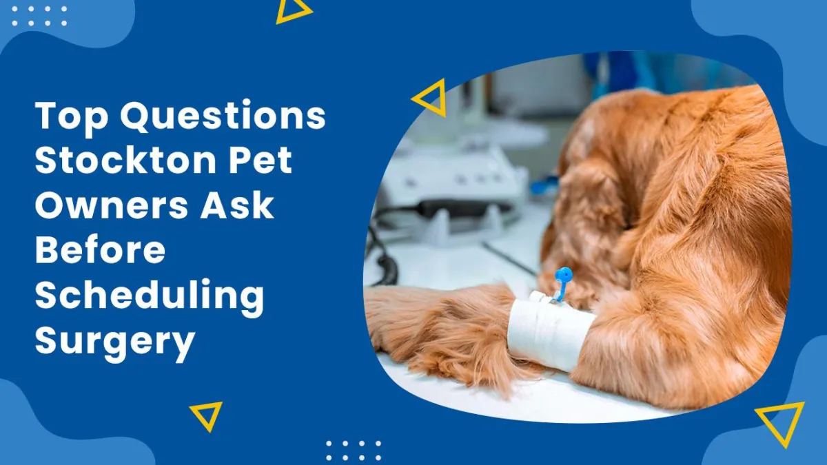 Top Questions Stockton Pet Owners Ask Before Scheduling Surgery