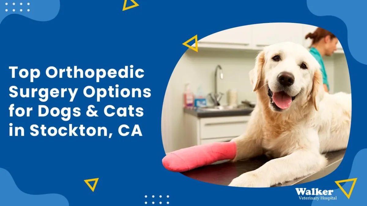 Top Orthopedic Surgery Options for Dogs and Cats in Stockton, CA