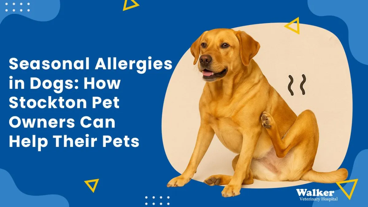 Seasonal Allergies in Dogs: How Stockton Pet Owners Can Help Their Pets