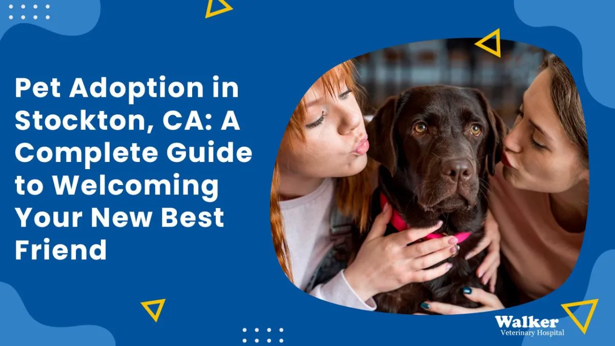 Heartfelt Pet Adoption in Stockton, CA: Tips, Care, and Resources for a Smooth Transition