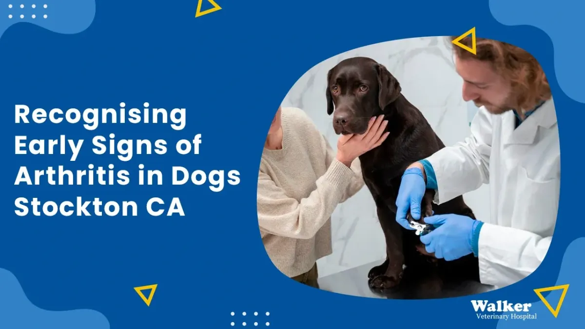 Recognising Early Signs of Arthritis in Dogs Stockton CA
