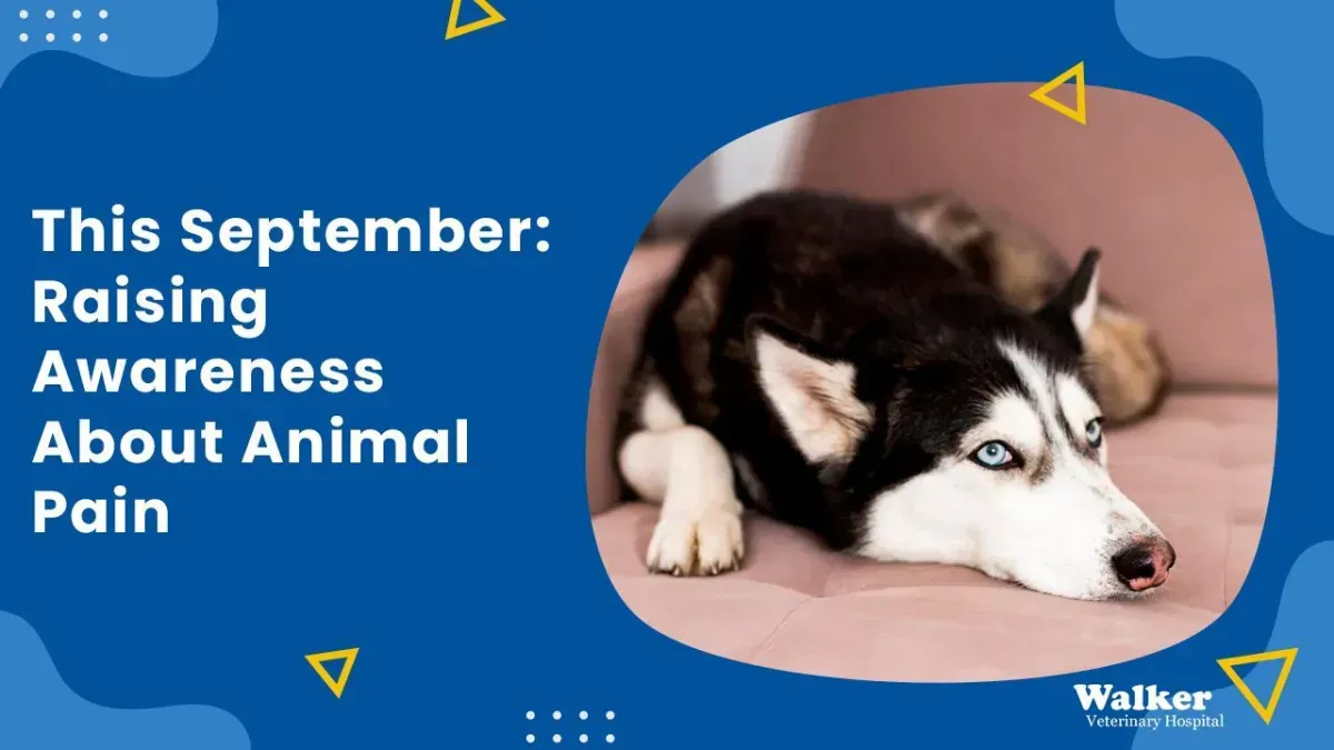 September Is Animal Pain Awareness Month