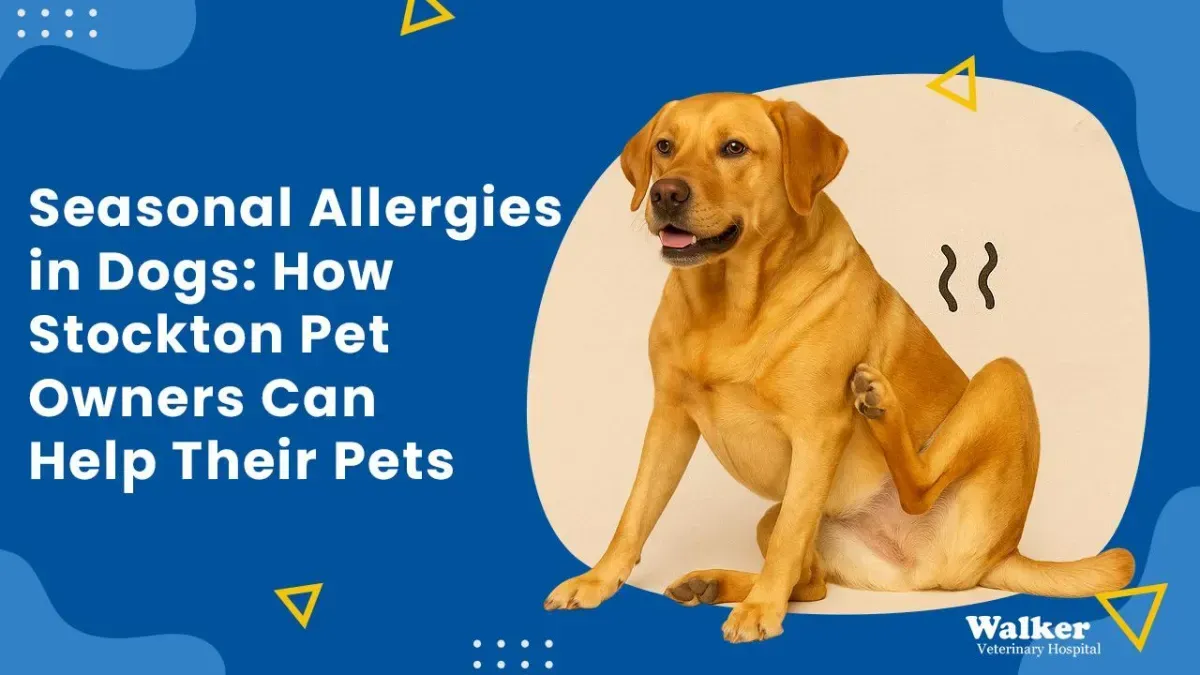 Seasonal Allergies in Dogs: How Stockton Pet Owners Can Help Their Pets
