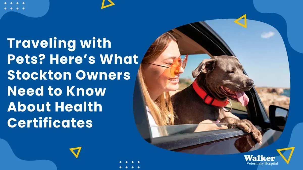 Pet Travel & Health Certificates: What Stockton Owners Need to Know