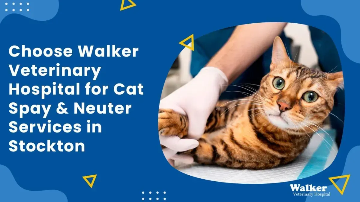 Choose Walker Veterinary Hospital for Cat Spay & Neuter Services in Stockton