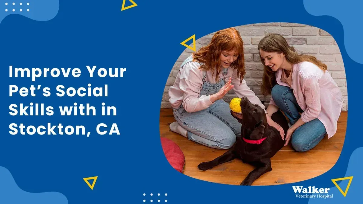 Improve Your Pet’s Social Skills with in Stockton, CA