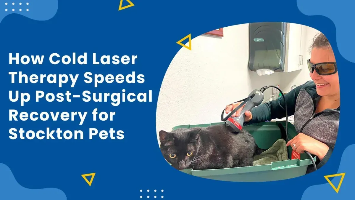 Speed Up Your Pet’s Post-Surgical Recovery with Cold Laser Therapy in Stockton, CA