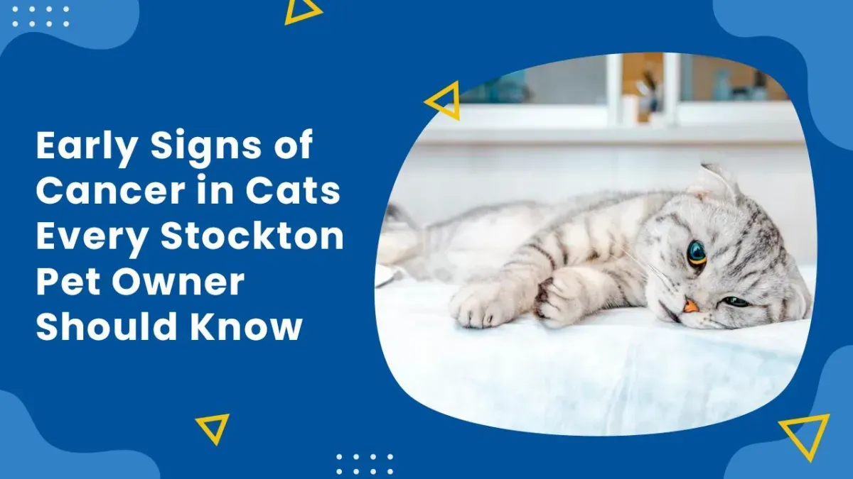 Early Signs of Cancer in Cats Every Stockton Pet Owner Should Know
