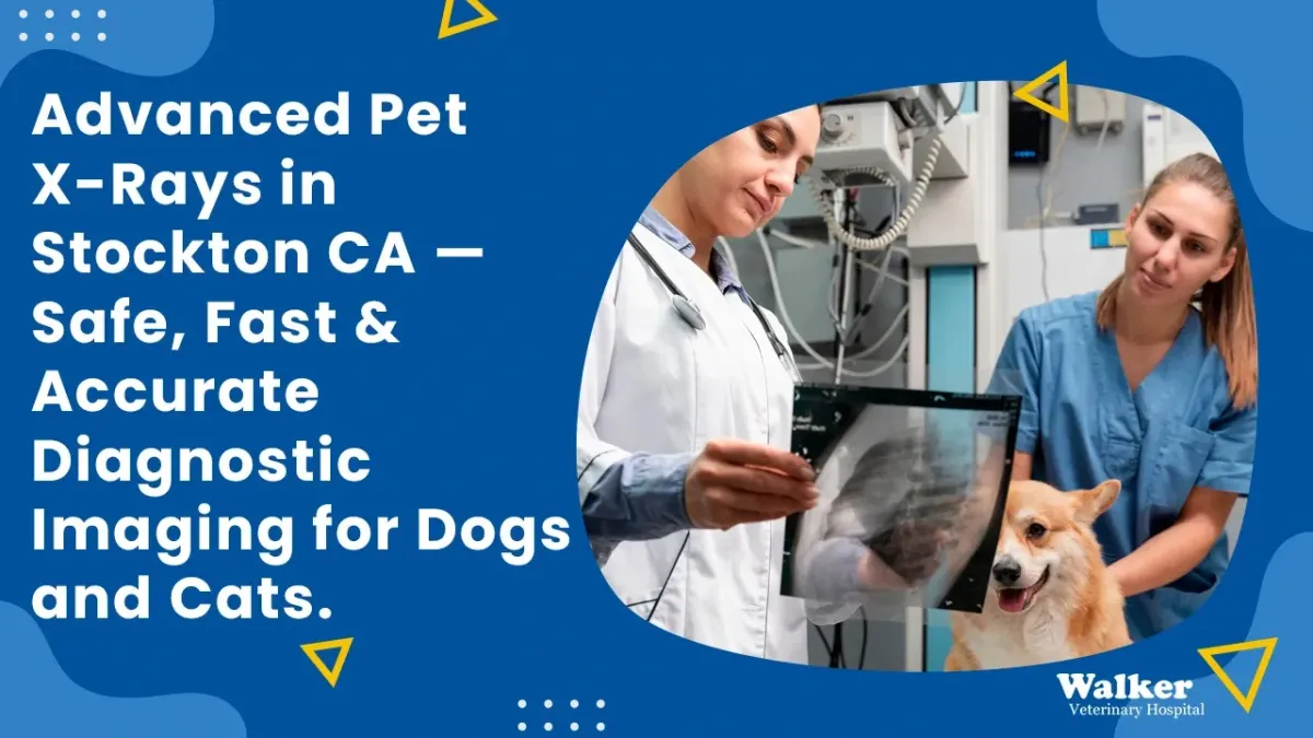 What Pet X-Rays and Ultrasounds Reveal | Stockton CA Vet