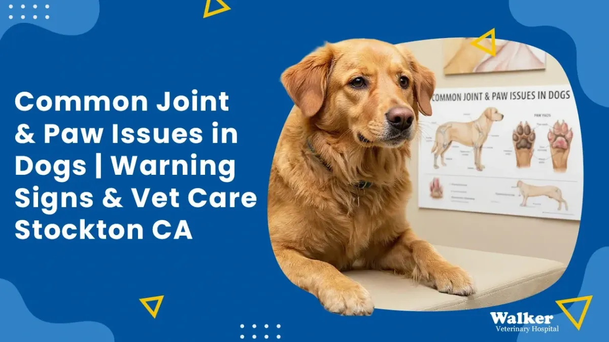 Common Joint & Paw Issues in Dogs: Warning Signs & When to Visit the Vet