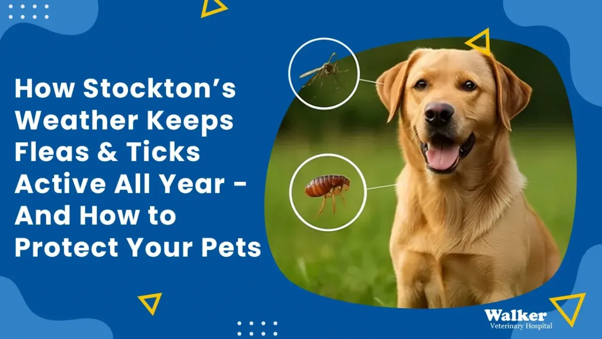 How Stockton’s Climate Fuels Flea & Tick Issues — Protect Your Pet Effectively