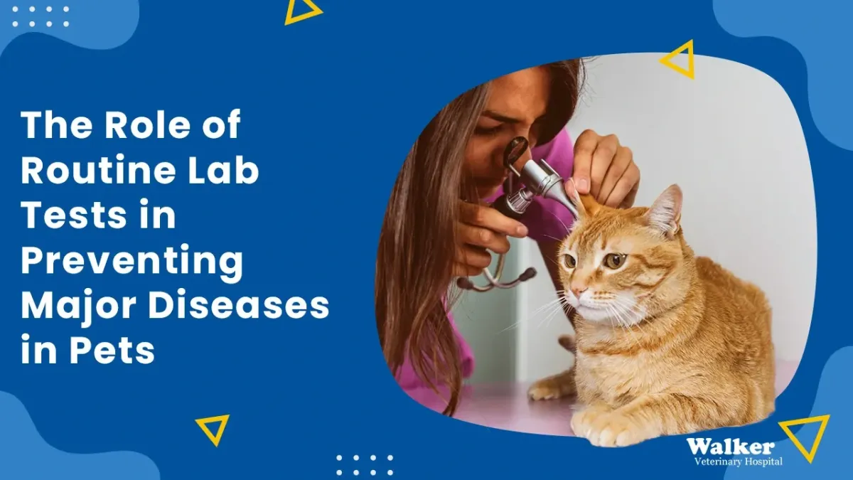 How Routine Lab Tests Help Catch Pet Health Problems Before They Become Serious