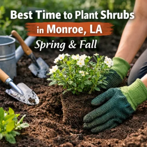 When to Plant New Shrubs in Monroe, LA: Expert Tips from Top Landscapers in Monroe
