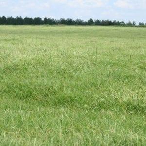 Proven Methods for Maintaining Your Hayfield During Dry Summer Months