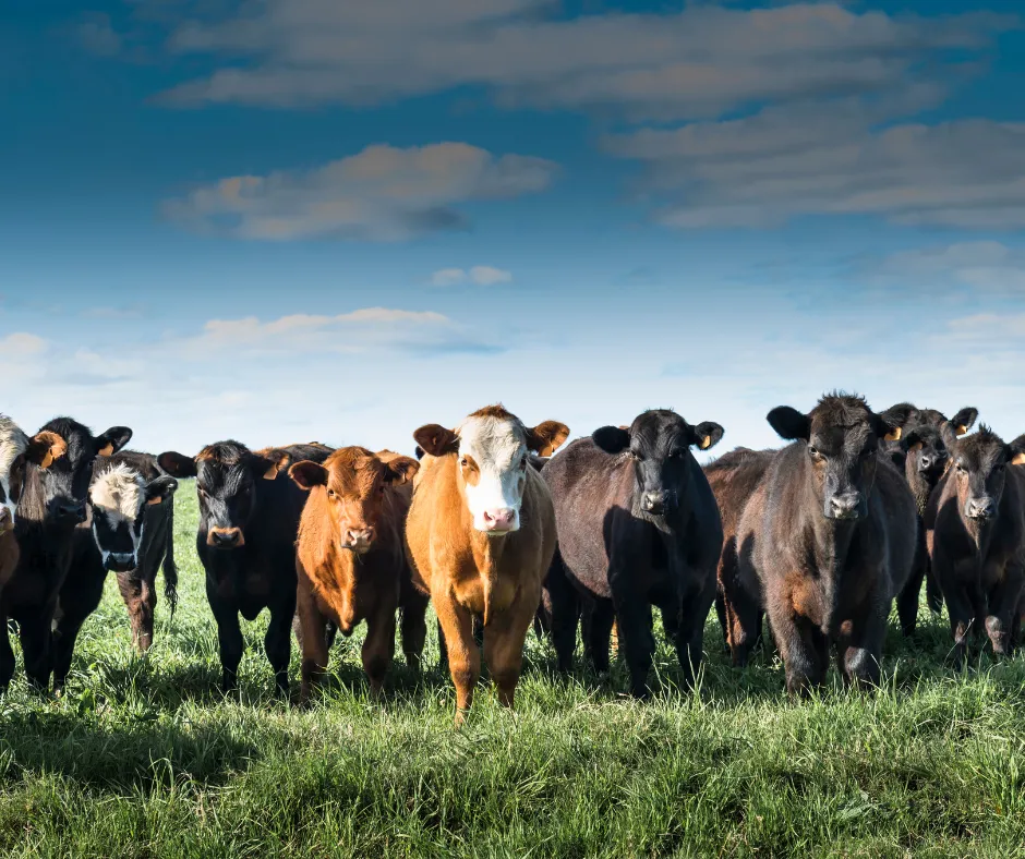 The Moo-velous Guide to Feeding Pastured Beef Cattle
