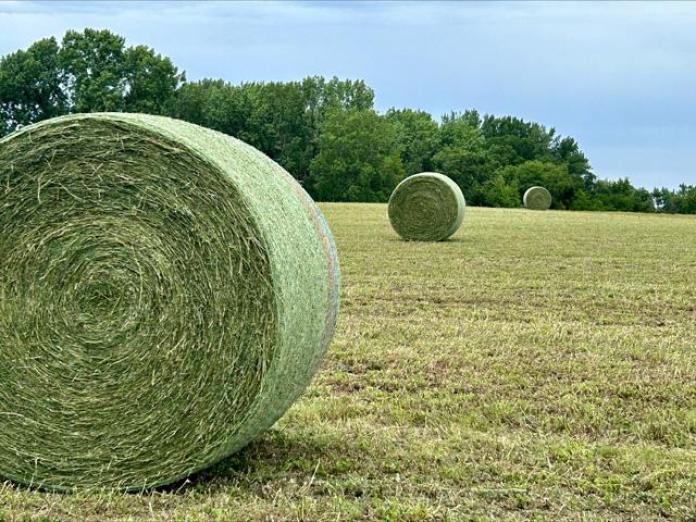 How to Manage Weeds in Hay Fields: A Practical Guide for Healthier Harvests