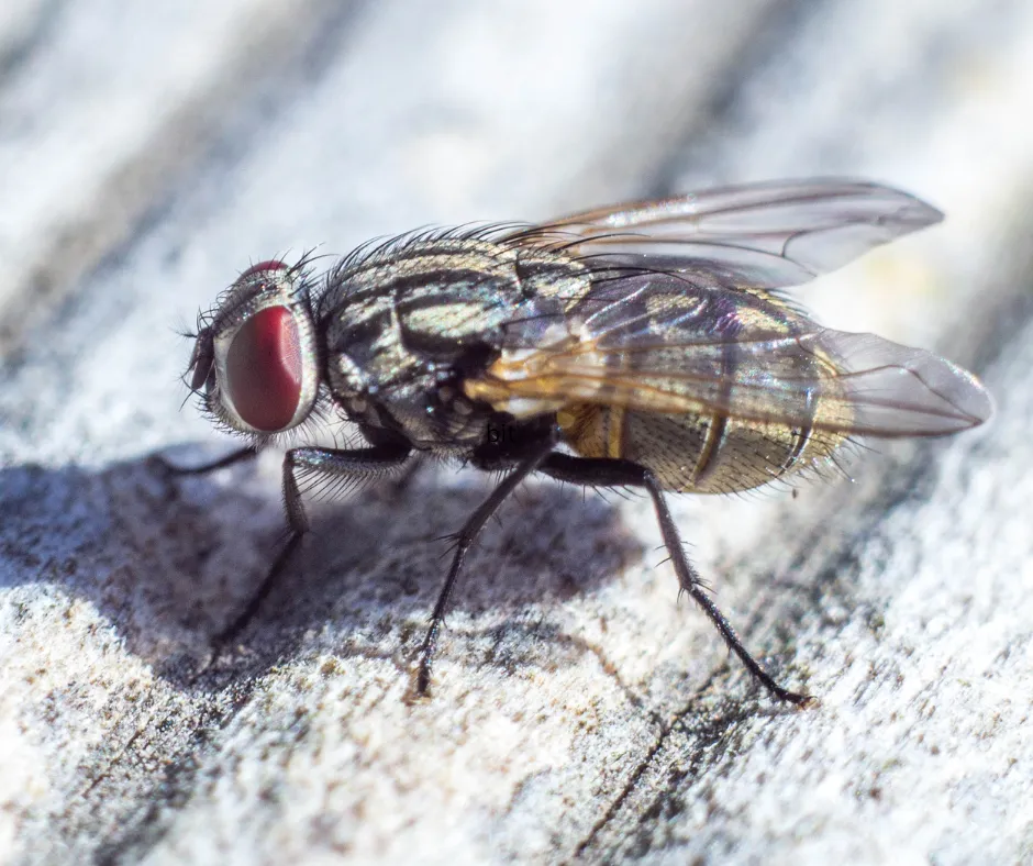 Summer Fly Control for Barns and Animals: Keep Your Livestock Happy!