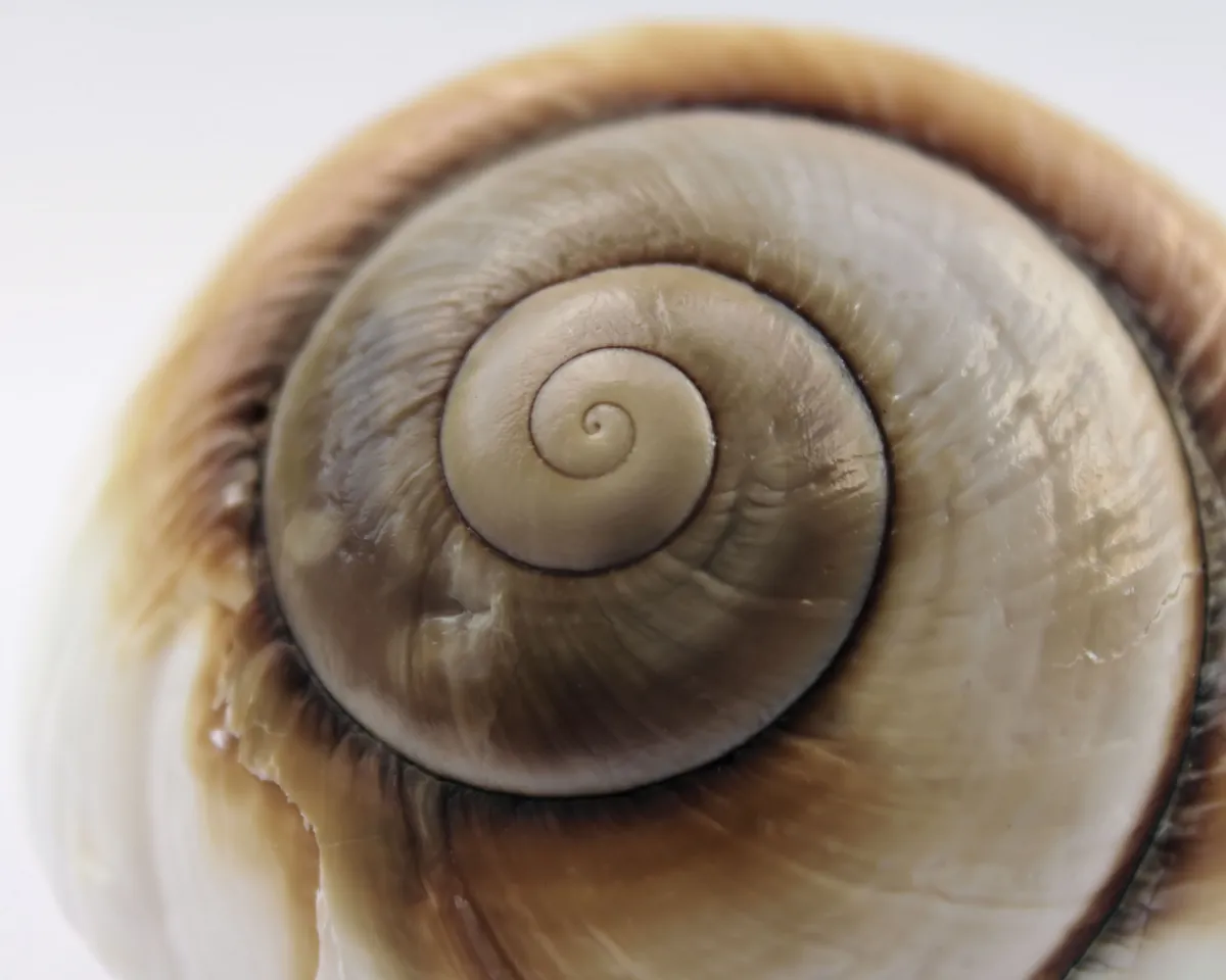 healing spiral