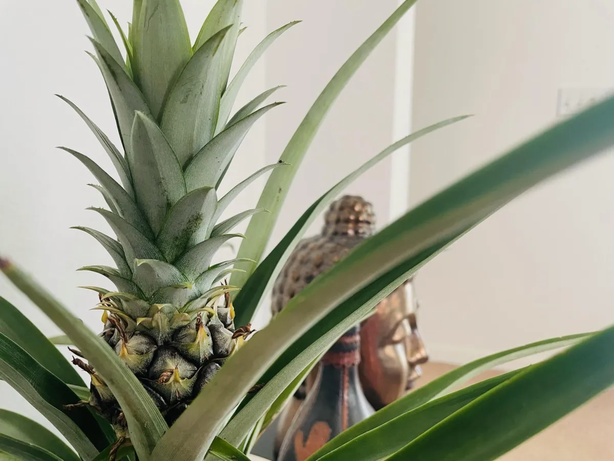 Pineapple is from South America, known to be used by the Arawaks to welcome guests.